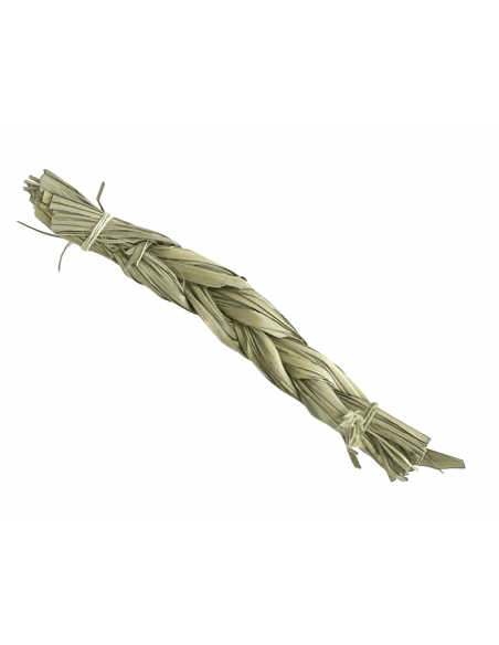 Erba Dolce (Hierochloe odorata) - piccola - Terra