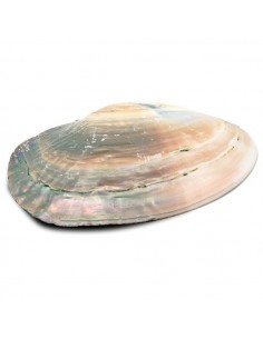 Mother of Pearl Shell with... 2