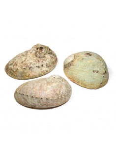 Abalone smudging shell... 2