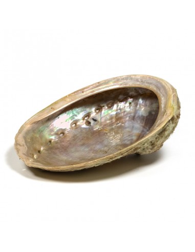 Abalone smudging shell Haliotis...