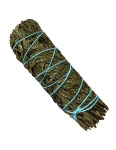 Cedro Bianco (Thuja) - Smudge