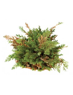 Rose of Jericho - gift box 2