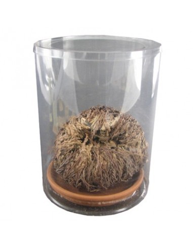 Rose of Jericho - gift box