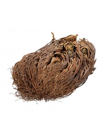 Rose of Jericho