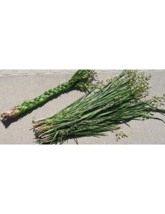 Erba Dolce (Hierochloe odorata) - grande 2