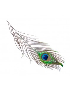 Piuma di Pavone per fumigazione