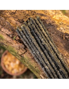 Franchincenso - Bastoncini d'incenso Sagrada Madre 2