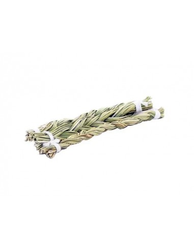 Sweet Grass (Hierochloe odorata) - small