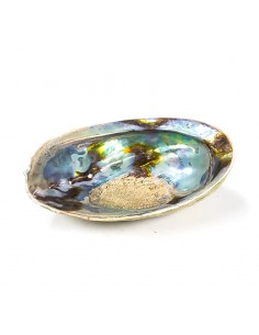 Rainbow Abalone (Paua)...