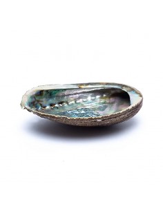 Green Abalone smudge shell...